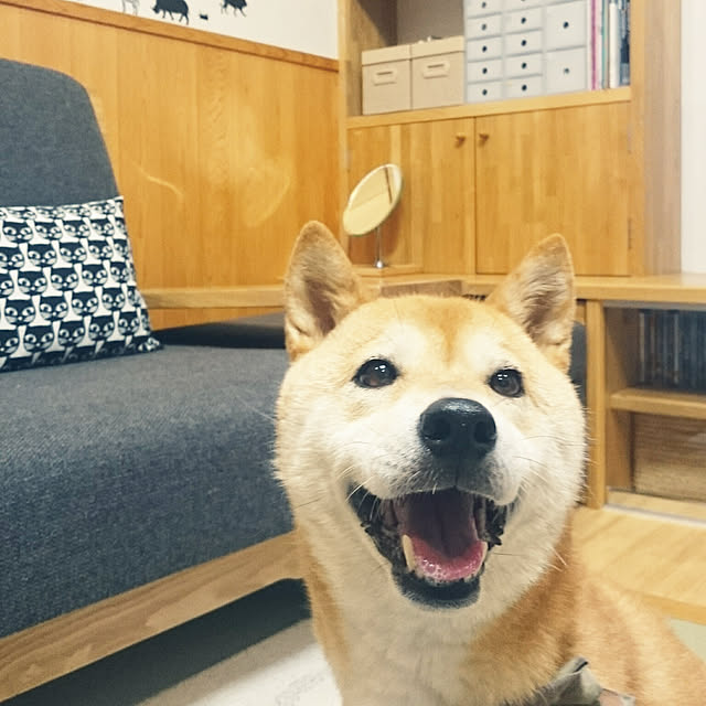 wakaba223さんの実例写真
