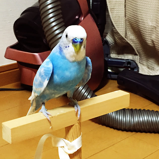 リビング/山善クリーナースタンドモニター応募/インコ/孫バカ/鳥...などのインテリア実例 - 2017-08-01 19:46:47