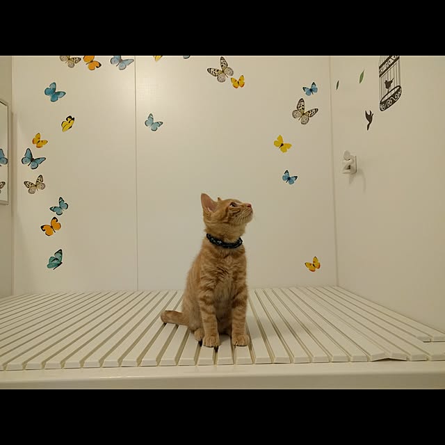 sykesさんの実例写真