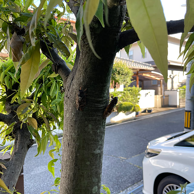 chikaさんの実例写真