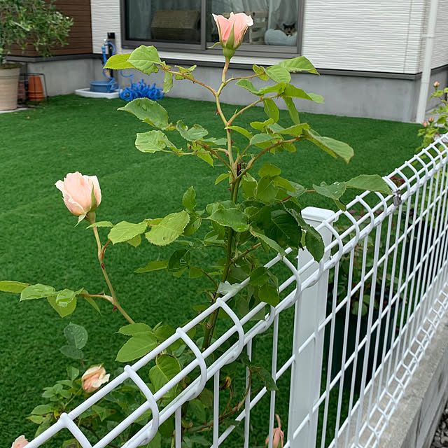 neconeko1202さんの実例写真