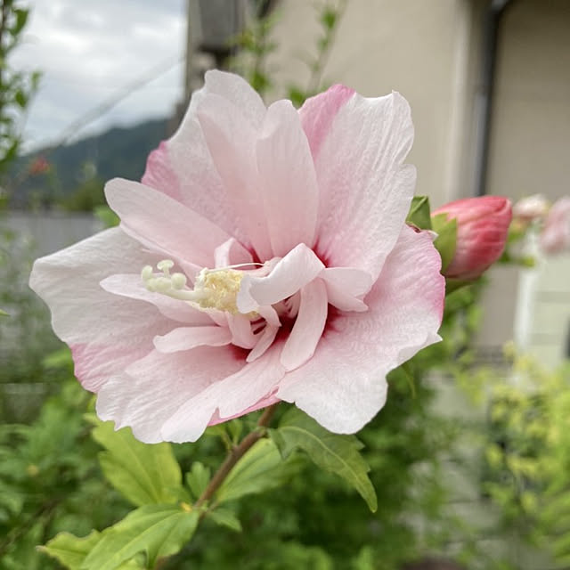 min_nimさんの実例写真
