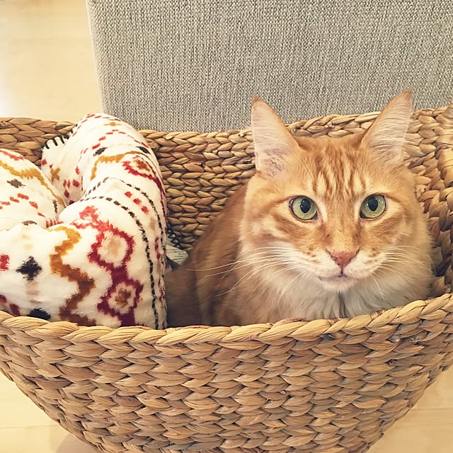 pomuriさんの実例写真