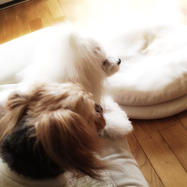 popiさんの実例写真