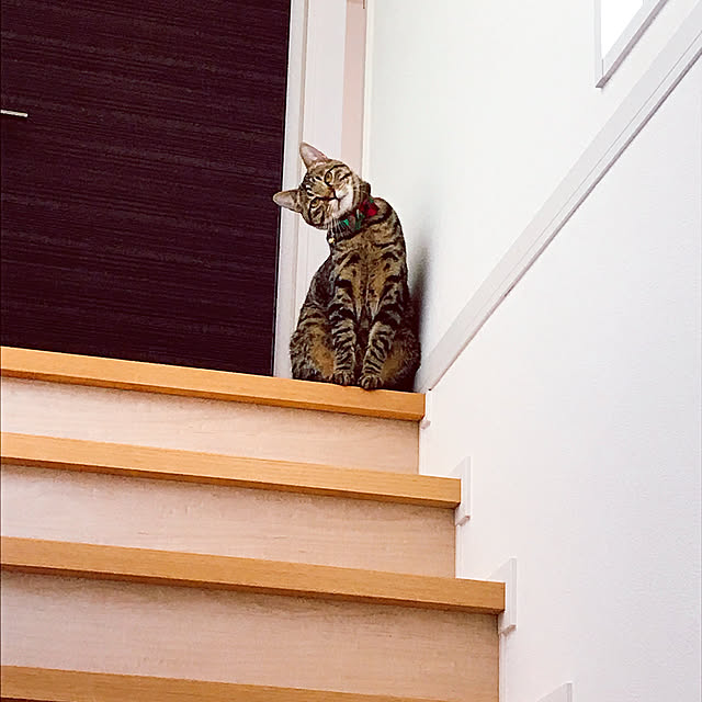 manekiさんの実例写真