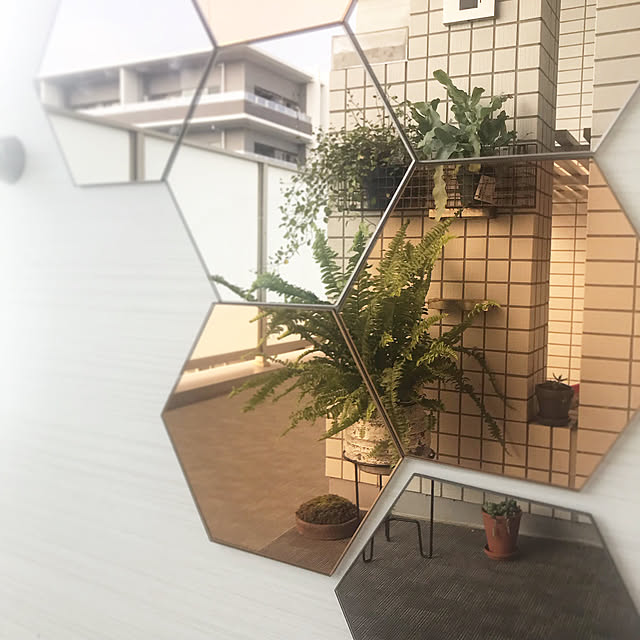 シダ植物/玄関/入り口のインテリア実例 - 2019-08-02 09:04:28