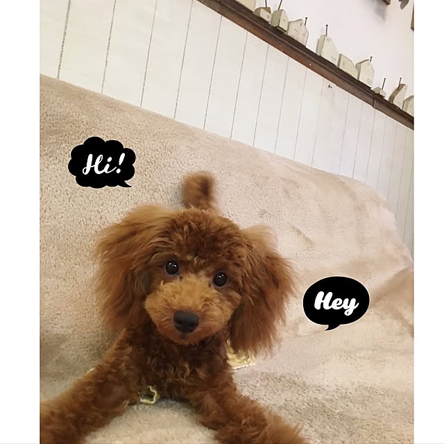 tomoさんの実例写真