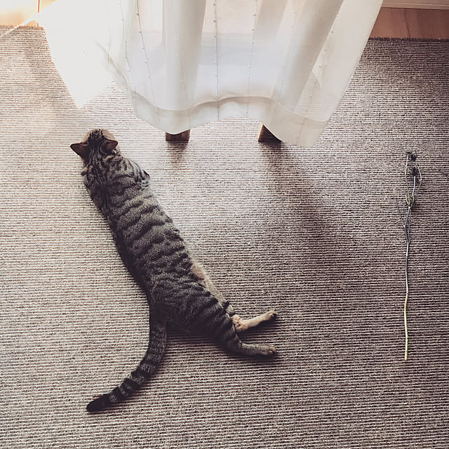 y.roomさんの実例写真
