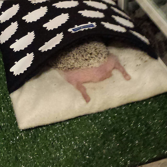 MINIさんの実例写真