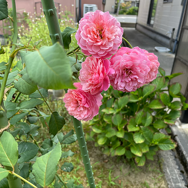 kakoさんの実例写真