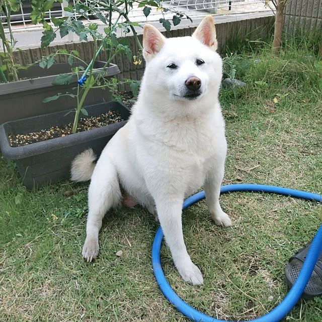 yukinkoさんの実例写真