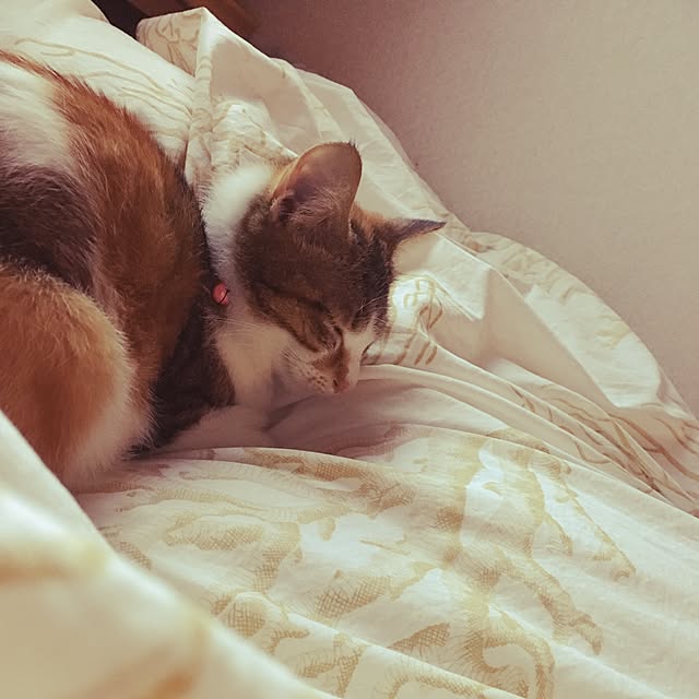 nyaoさんの実例写真