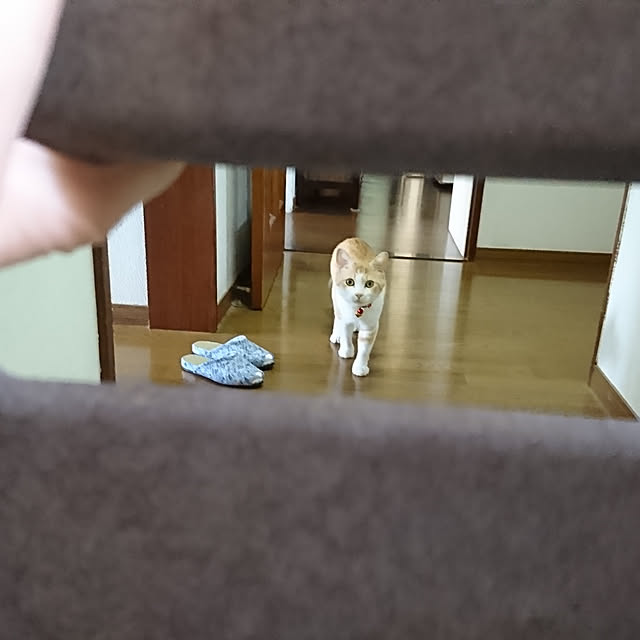 sango68さんの実例写真