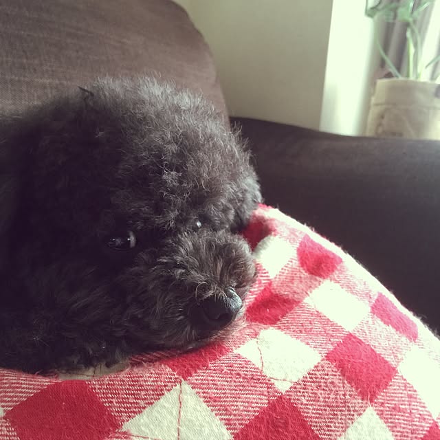 Kyokoさんの実例写真