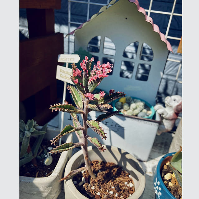 CoCo0617さんの部屋