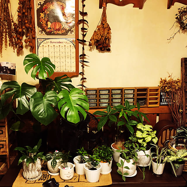 観葉植物/ダイソー/アンティーク/100均/一人暮らし...などのインテリア実例 - 2021-10-13 23:56:42