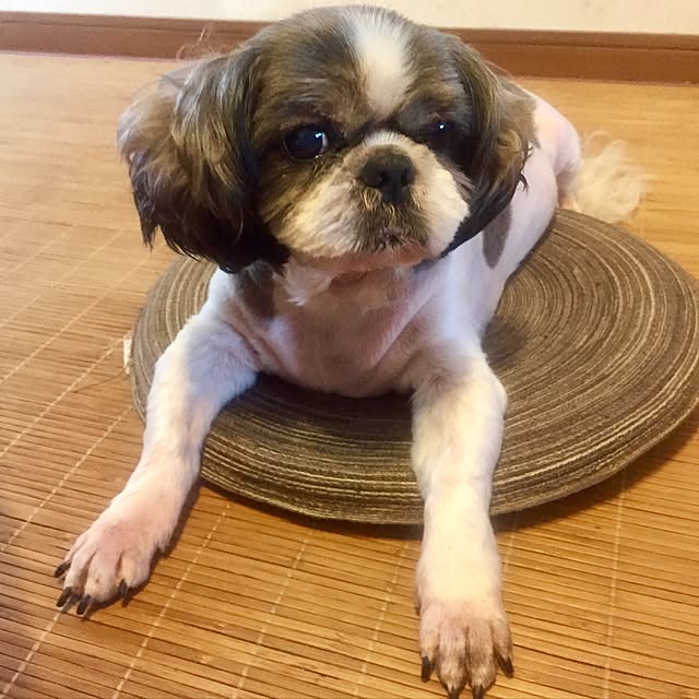 butachanさんの実例写真