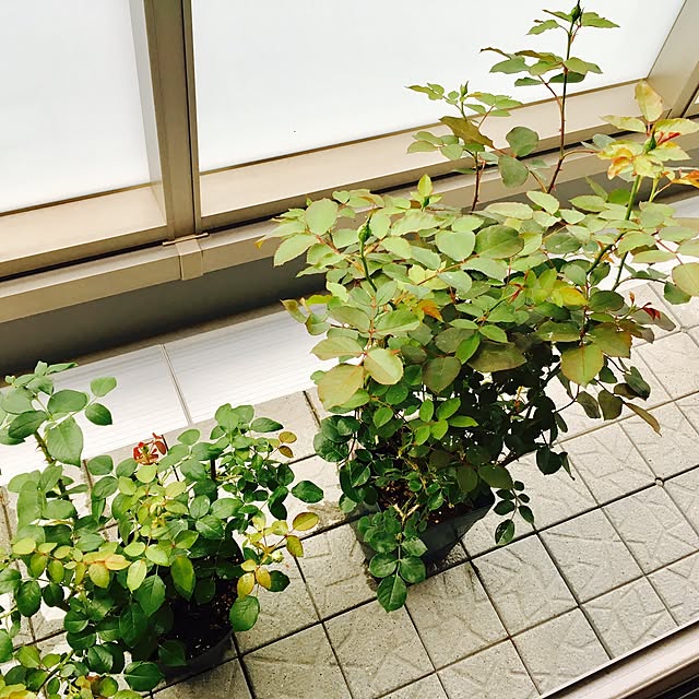 yakitoripieさんの実例写真