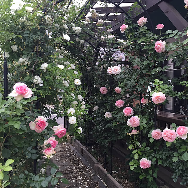 実例写真
