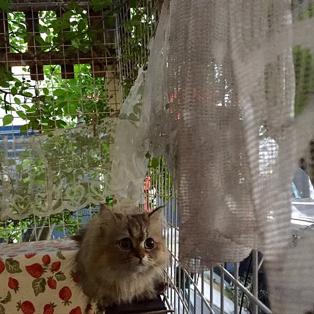 butachanさんの実例写真