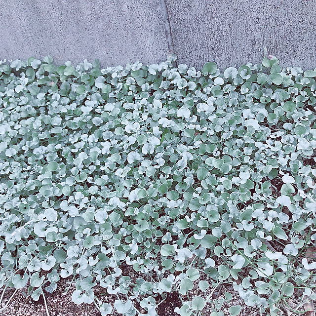 Yukicotoさんの実例写真