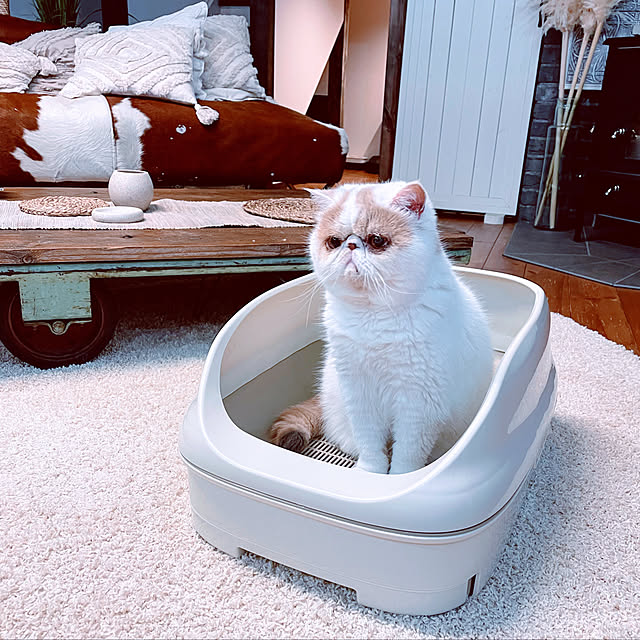 truthさんの実例写真