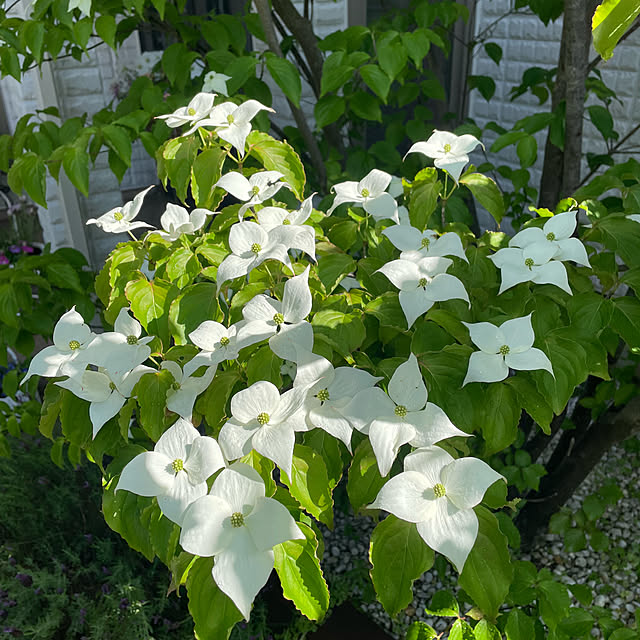 kuikoさんの実例写真