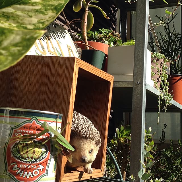 onokenkoさんの実例写真
