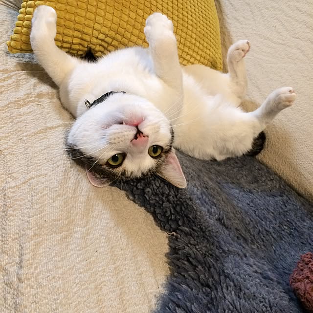 himenekoさんの実例写真