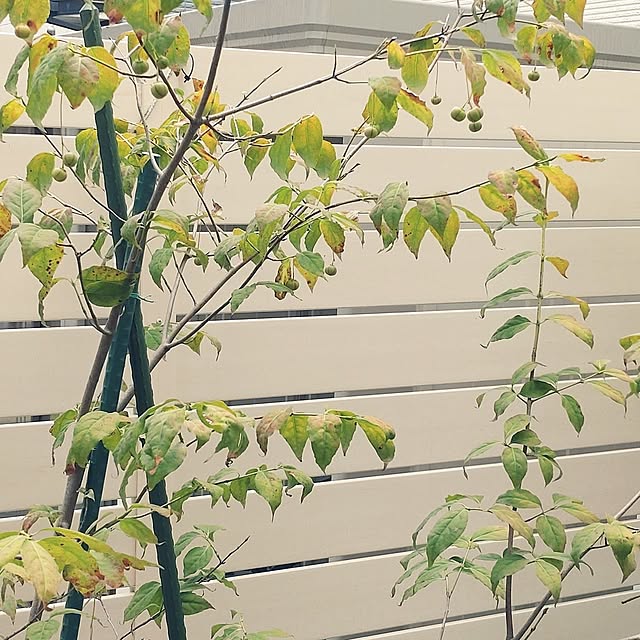 Bienvenueさんの部屋