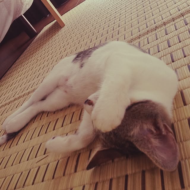 tantanさんの実例写真
