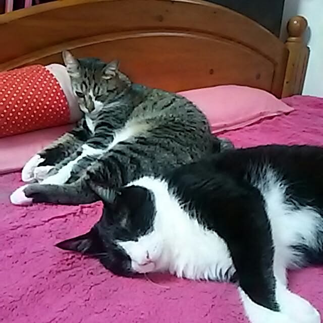 Kittyさんの実例写真