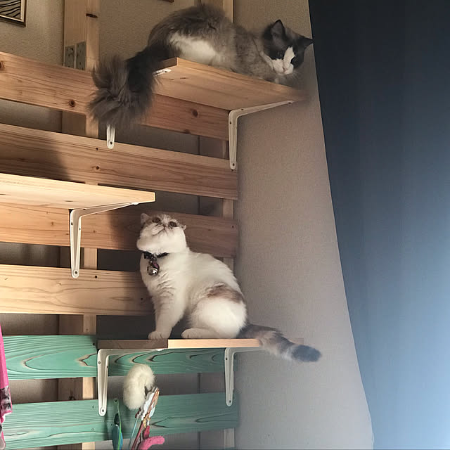 Rindasanさんの実例写真