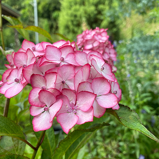 紫陽花/花のある暮らし/花が好き/庭のある暮らし/庭...などのインテリア実例 - 2021-06-19 17:51:24