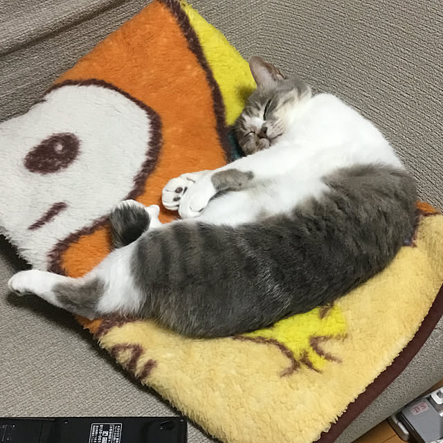 bentaro0401さんの実例写真