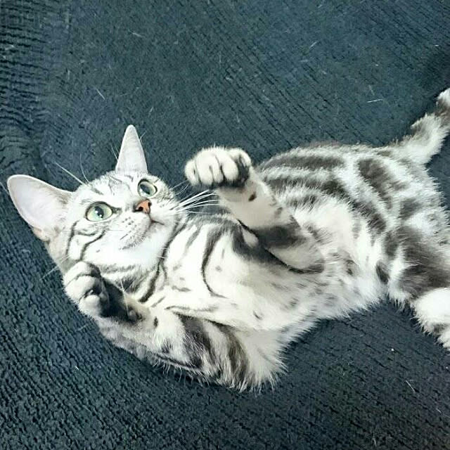 CatClipさんの実例写真