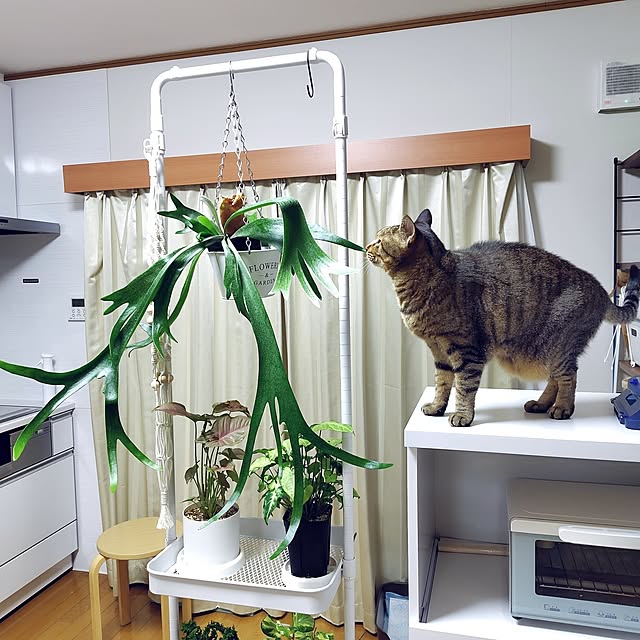 nachiさんの実例写真