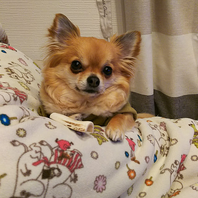 kojikojiさんの実例写真