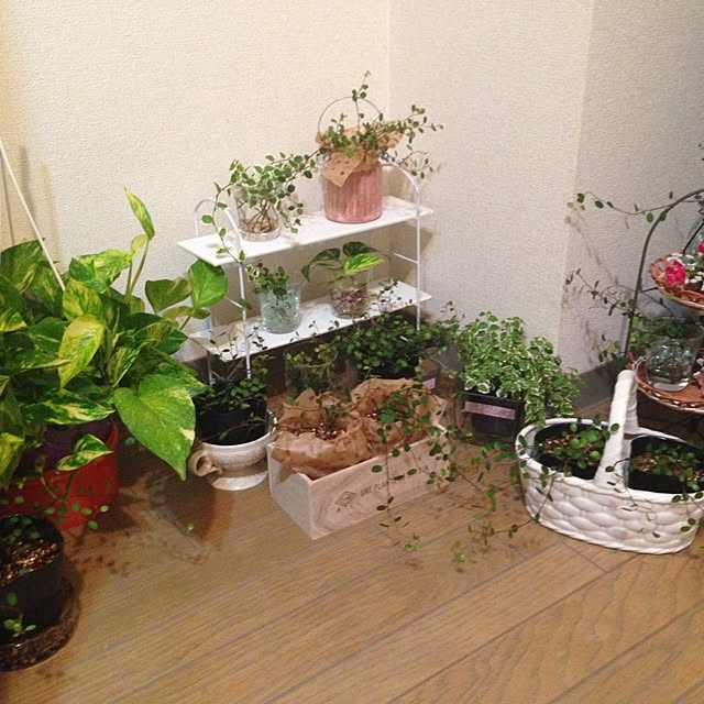 raichunさんの実例写真