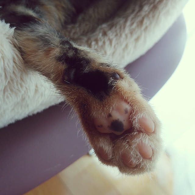 annさんの実例写真