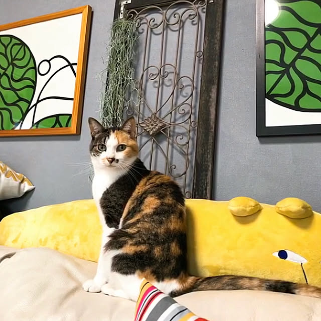 nyanko-beamさんの実例写真
