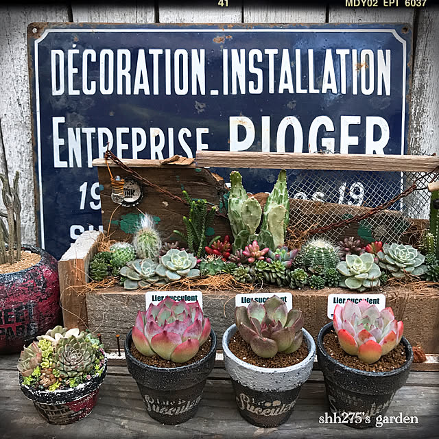 木箱の寄せ植えのおすすめ商品とおしゃれな実例 | RoomClip 木箱の寄せ植えのおすすめ商品とおしゃれな実例 | RoomClip