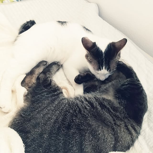 Mikaさんの実例写真