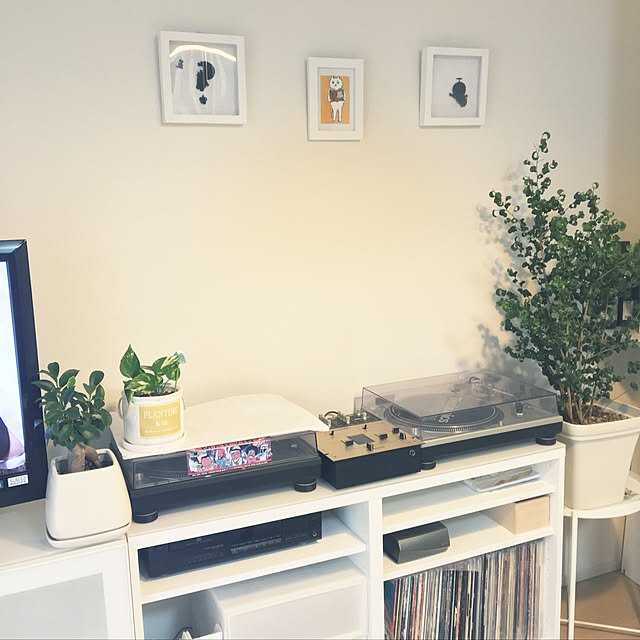 壁/天井/にゃんこ堂/IKEA/観葉植物のインテリア実例 - 2019-02-06 10:05:55