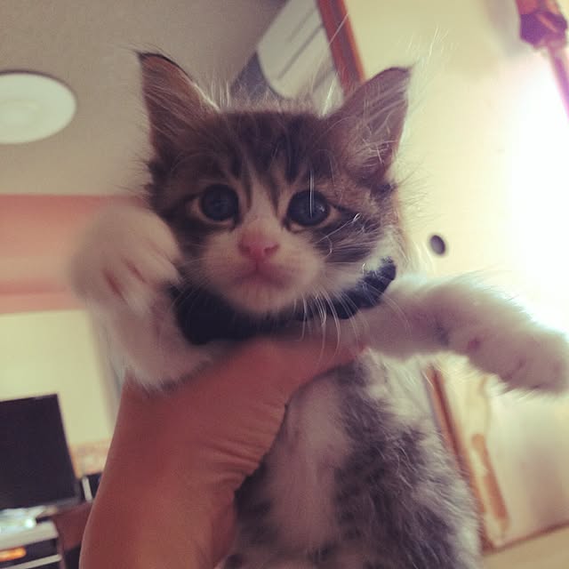 yanさんの実例写真