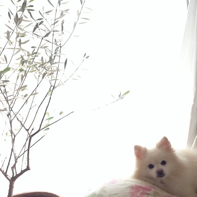 chanmoconabeさんの実例写真