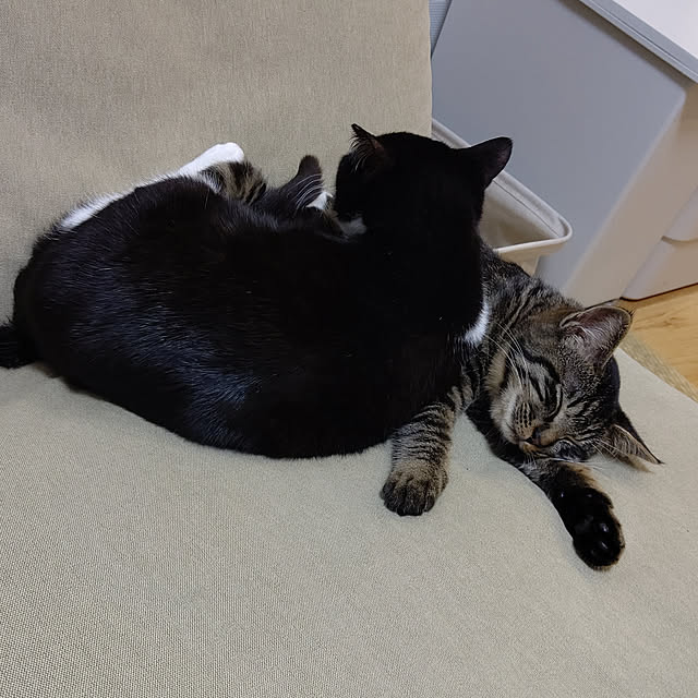 hihaさんの実例写真