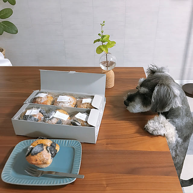 お取り寄せしたマフィン/ペットと暮らすインテリア/いいね、フォロー本当に感謝です♡/犬のいる生活/いいねと、フォローの押し逃げすみません！...などのインテリア実例 - 2021-05-18 16:20:30
