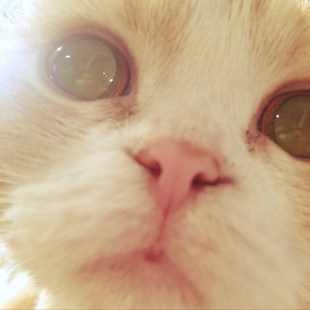 maruさんの実例写真