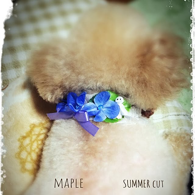 mapleさんの実例写真